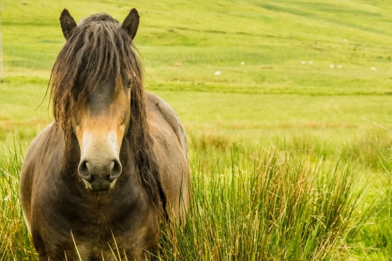 Une vue de la t�te du Poney Exmoor