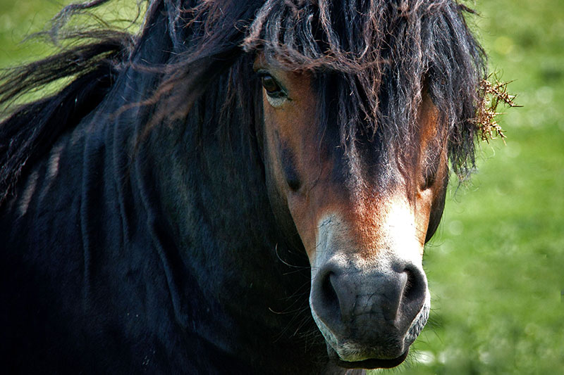 Une vue de la t�te du Poney Exmoor