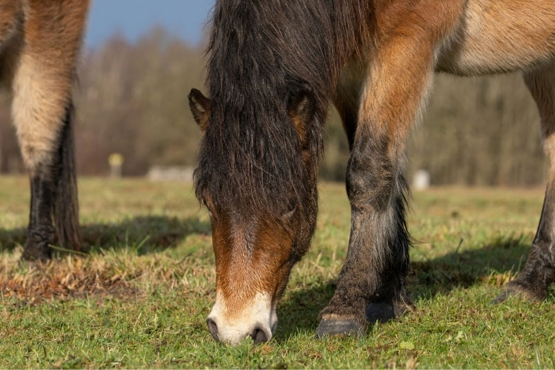 Une vue du Poney Exmoor au p�turage