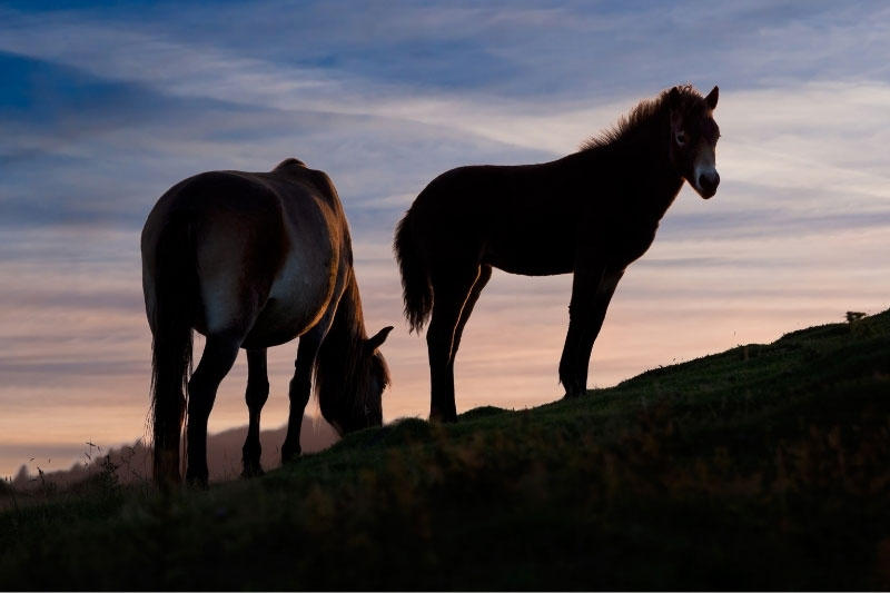 Une vue du Poney Exmoor en libert�