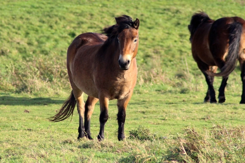Une vue du Poney Exmoor en libert�