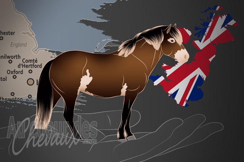 La Soci�t� des Poneys Exmoor, une organisation qui g�re le poney exmoor au royaume uni
