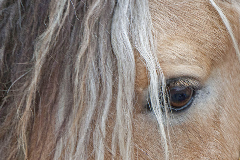 Les Expressions et dictons sur les chevaux, les expressions et les citations utilis�es dans le monde du cheval
