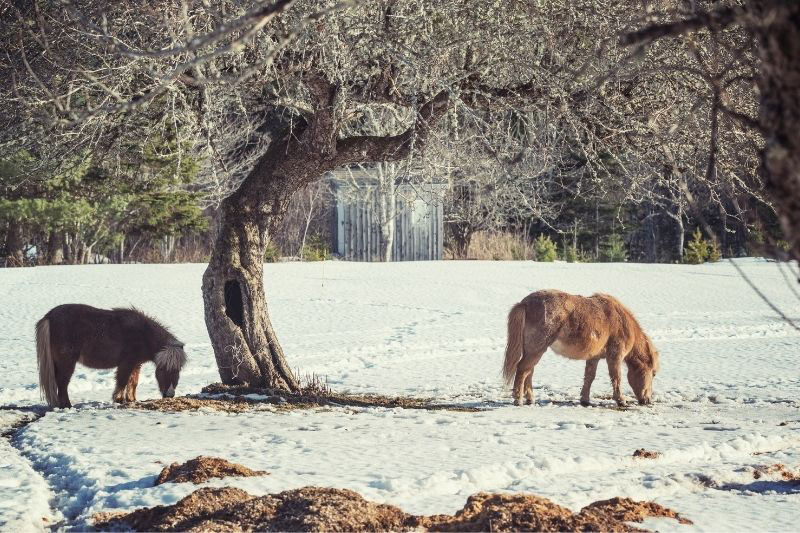 Une vue du Cheval Falabella au p�turage