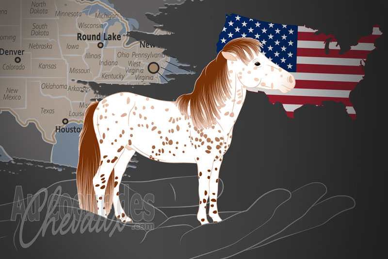 L'Association du Cheval Miniature Falabella, un organisme de gestion du falabella aux �tats unis