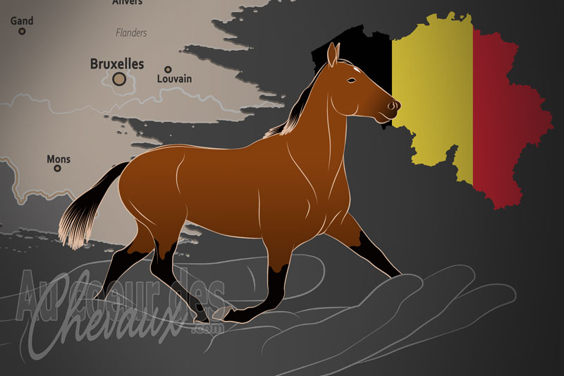 La F�d�ration Belge des Courses Hippiques, un organisme de gestion du trotteur belge en belgique