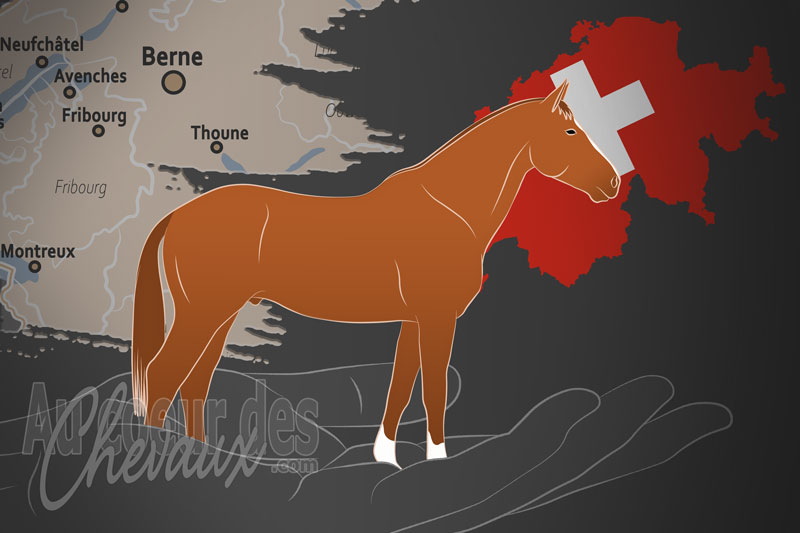 La F�d�ration d'�levage du Cheval de Sport Ch, un organisme de gestion du cheval de sport ch en suisse