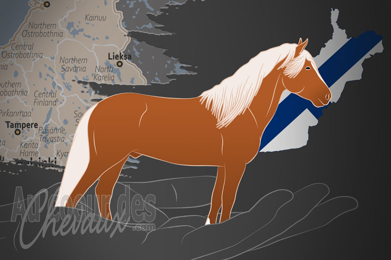 La F�d�ration des Chevaux Finlandais, un organisme de gestion du finlandais en finlande