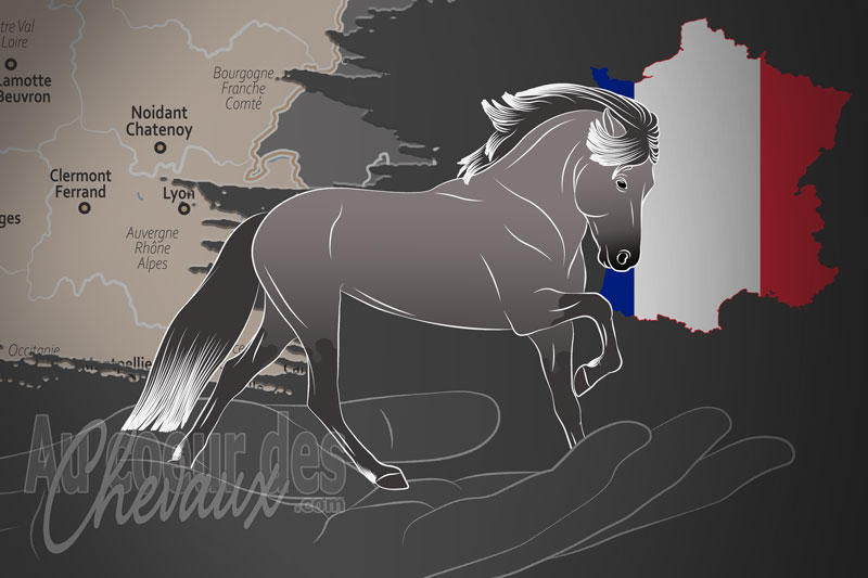 La F�d�ration Fran�aise du Cheval Islandais un organisme de race en France