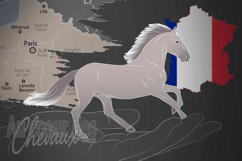 La F�d�ration Fran�aise du Lipizzan un organisme de race en France