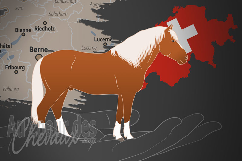 La F�d�ration Suisse du Franches Montagnes un organisme de race en Suisse