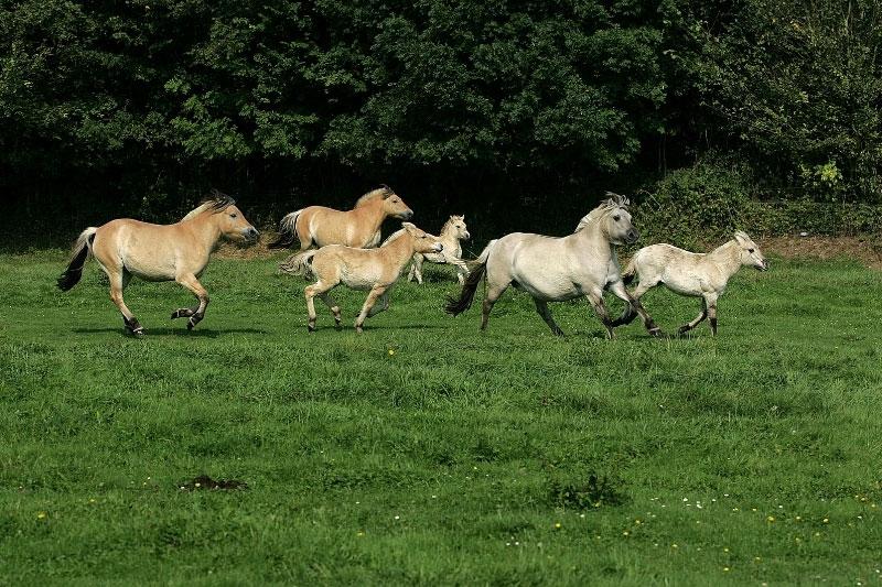 Une vue du Cheval Fjord au galop