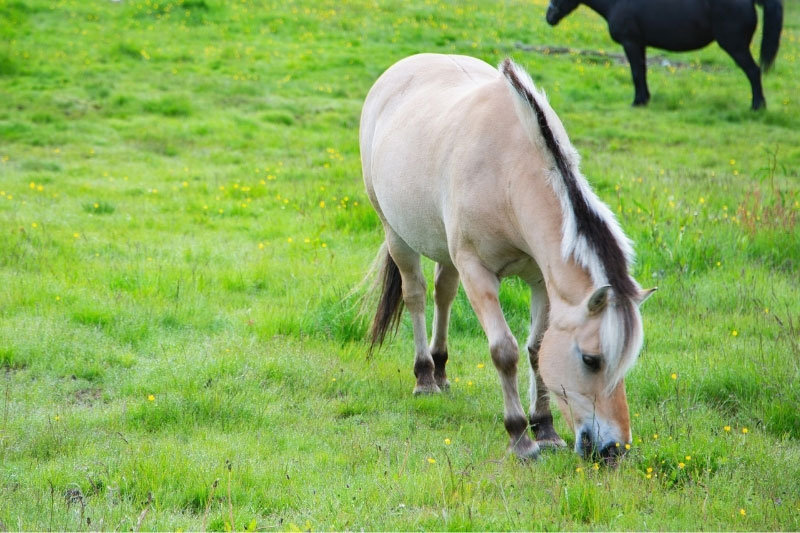 Une vue du Cheval Fjord au p�turage