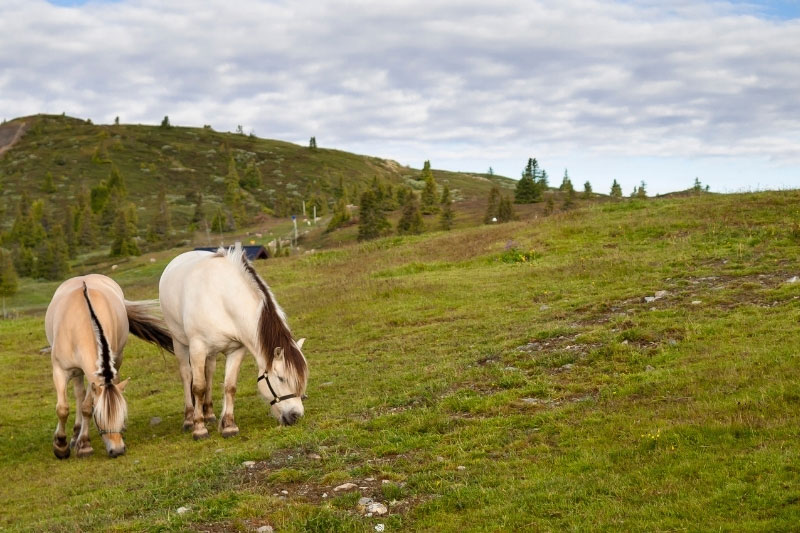 Une vue du Cheval Fjord au p�turage