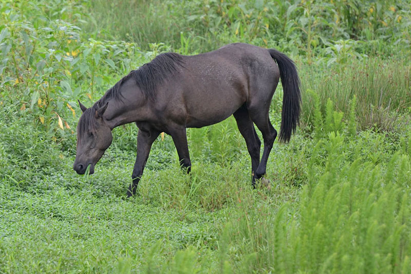 Un Florida Cracker Horse noir qui marche