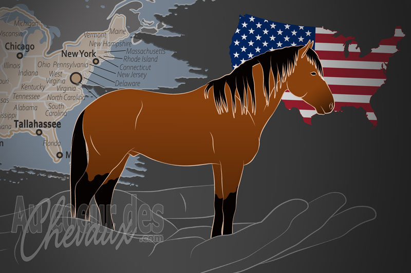 La Florida Cracker Horse Association un organisme de race aux �tats Unis