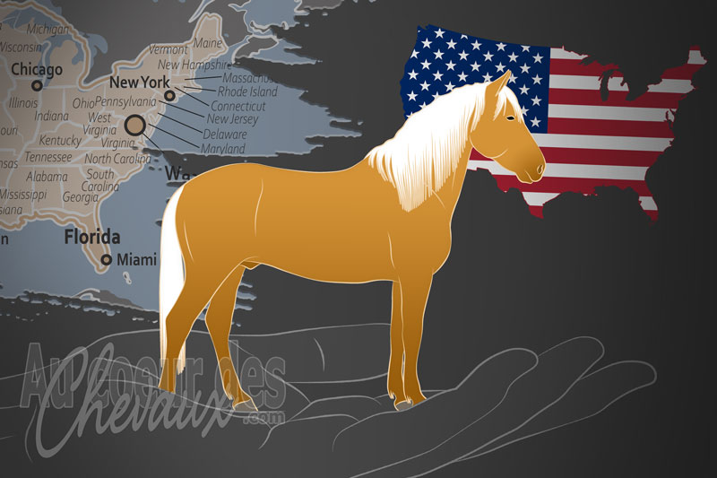 La Florida Paso Fino Horse Association un organisme de race aux �tats Unis
