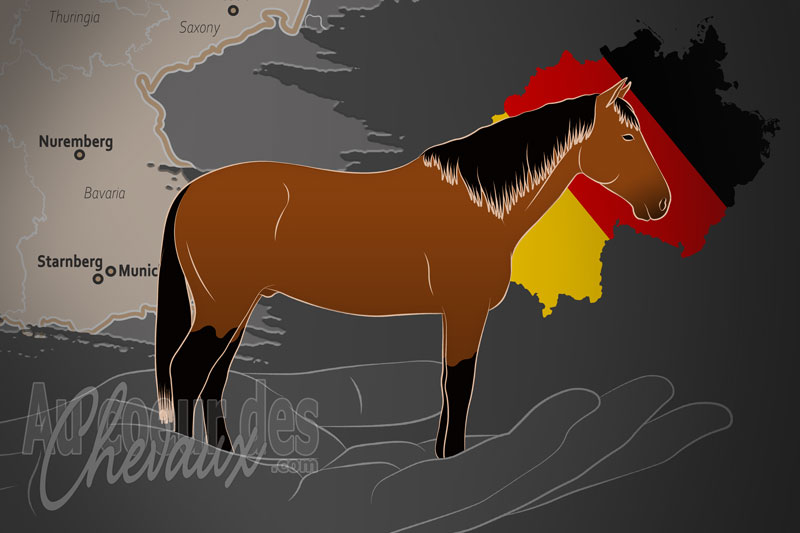 L'Association pour la Pr�servation du Cheval Leutstettener, une organisation qui g�re le cheval leutstettener en allemagne