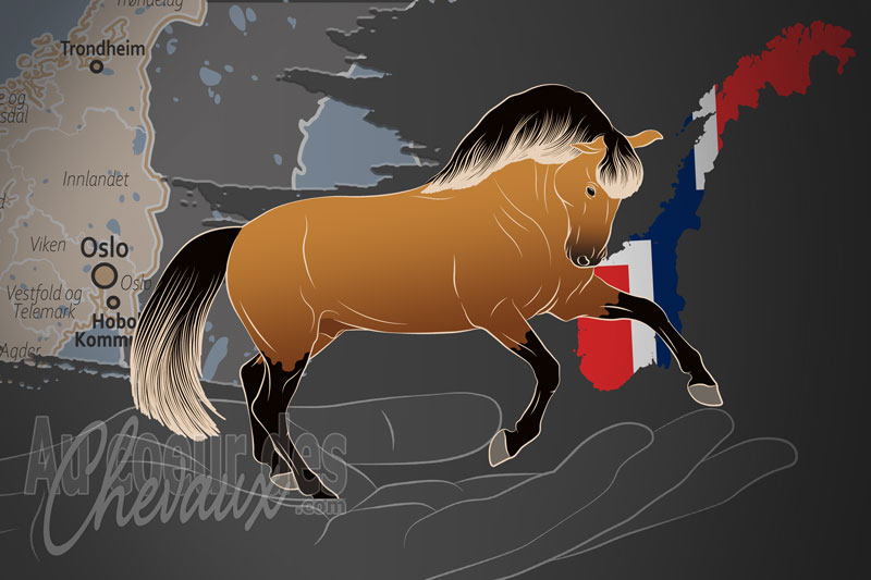 La Forening Norsk Lusitano un organisme de race en Norv�ge