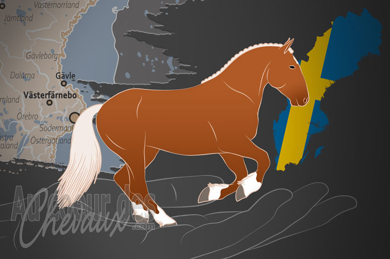 L'Association des Chevaux du Nord de la Su�de, un organisme de gestion du su�dois du nord en su�de