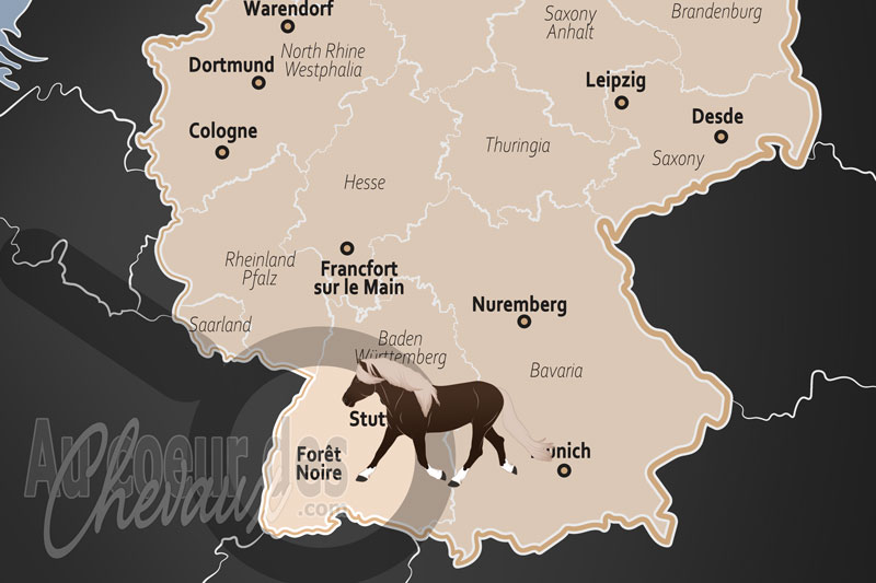 La For�t Noire, le galop des g�ants de bronze sous la canop�e mystique