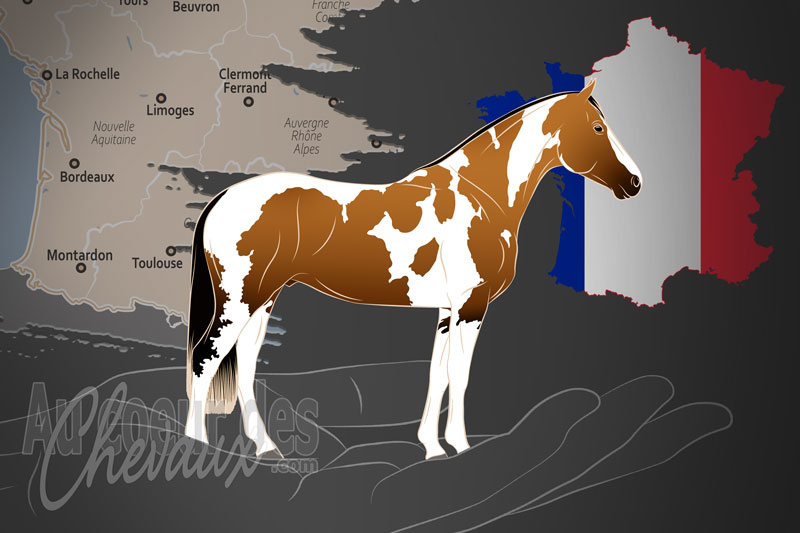 La France American Paint Horse Association, une organisation qui g�re le paint horse en france