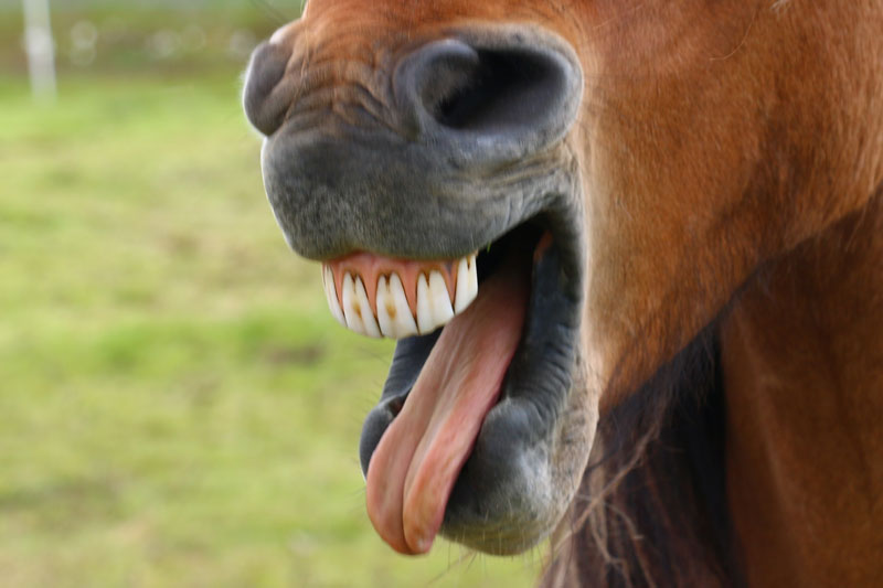 Les dents d'un cheval bai