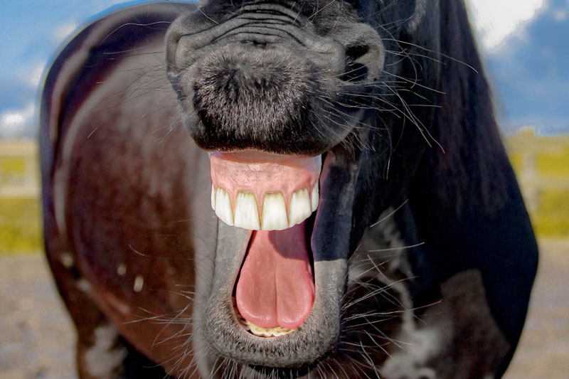Les dents d'un cheval noir