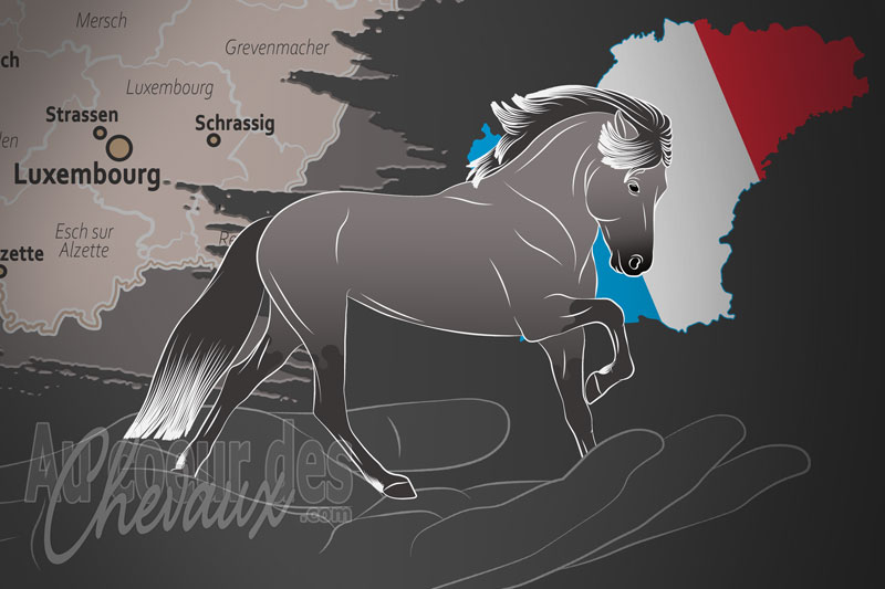 Les Amis du Luxembourg du Cheval Islandais, une organisation qui g�re le cheval islandais au luxembourg