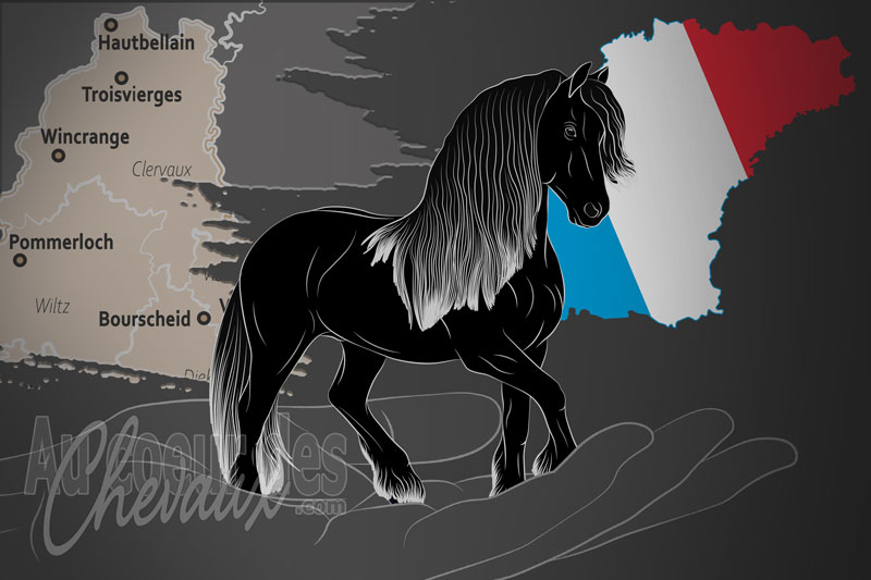 Le Club Frison du Luxembourg, un organisme de gestion du frison au luxembourg