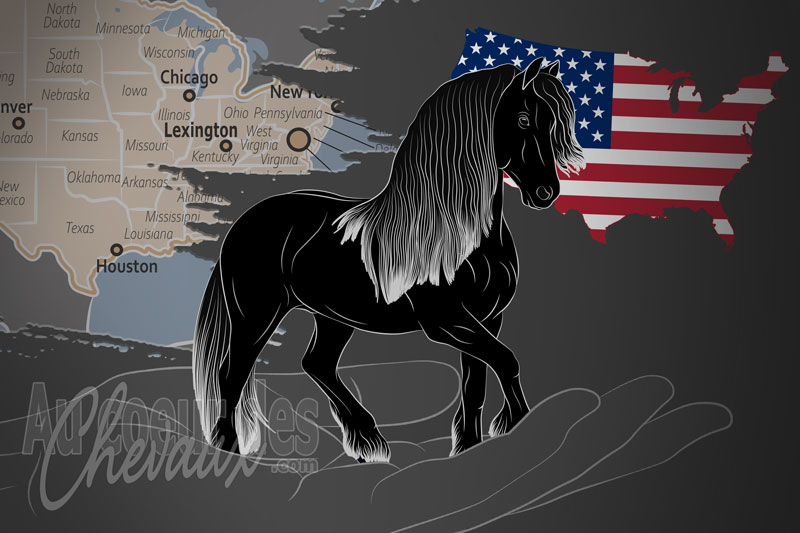 L'Association du Cheval Frison, un organisme de gestion du frison aux �tats unis