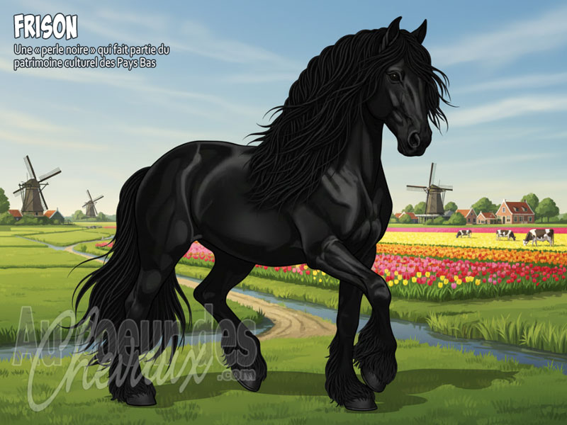 Le Cheval Frison, la perle noire de la frise