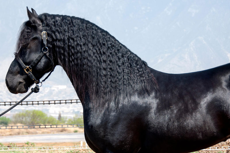 Une vue de la t�te du Cheval Frison