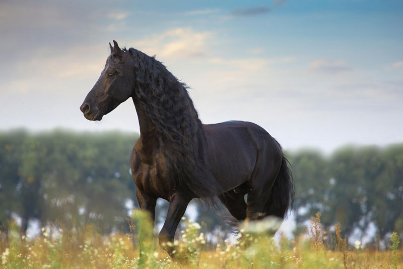 Une vue du Cheval Frison dans un pr�