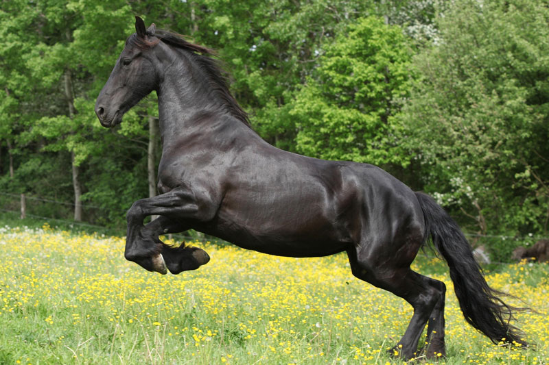Une vue du Cheval Frison dans un pr�