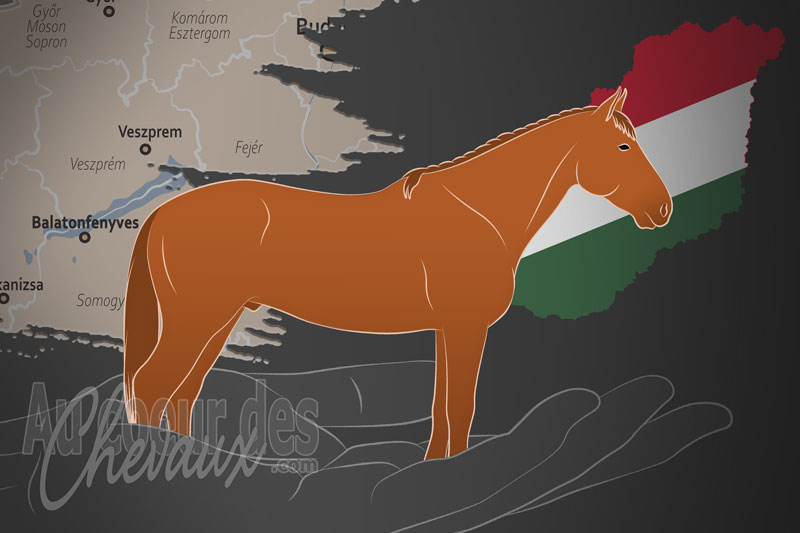 La Furioso North Star L�teny�szto Orsz�gos Egyes�let Honlapja un organisme de race en Hongrie