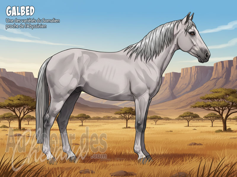 Le Poney Galbed, le survivant des d�serts d'�thiopie
