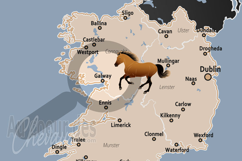 Galway, la terre sacr�e du cheval entre traditions ancestrales et prestige sportif