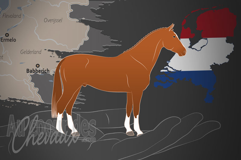 La Gelderlander Paard Association un organisme de race aux Pays Bas