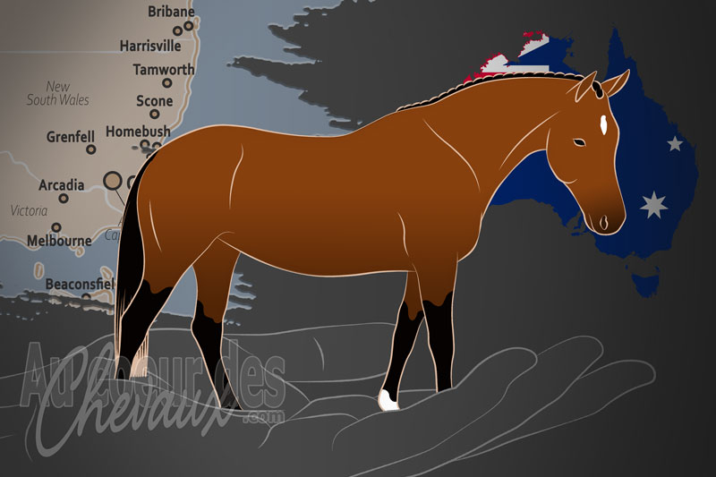 Les Poneys de Selle Allemands d'Australie, un organisme de gestion du poney de selle allemand en australie