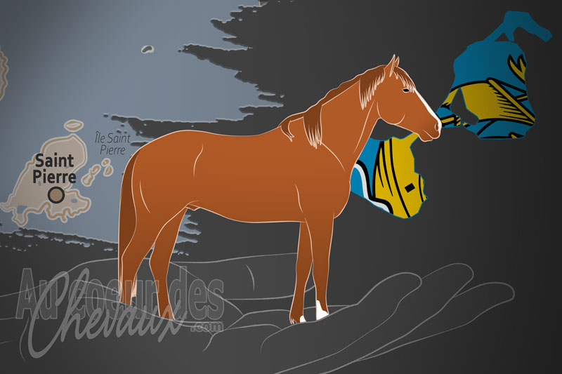 Le Groupement Pour la Promotion du Cheval � Miquelon, un organisme de gestion du cheval de miquelon � saint pierre et miquelon