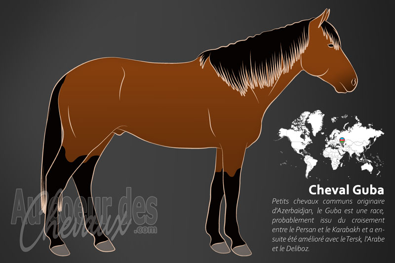 Le Guba un cheval de petite taille originaire de l'Azerba�djan