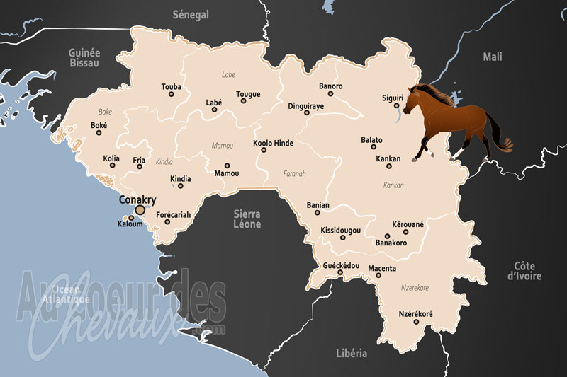 La Guin�e, un h�ritage des savanes et un symbole de prestige