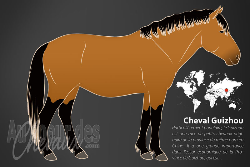 Le Guizhou un cheval de petite taille originaire de la Chine