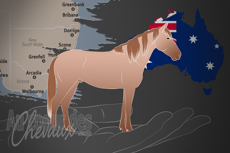 L'Association des Chevaux du Patrimoine Guy Fawkes, un organisme de gestion du brumby du parc national de la rivi�re guy fawkes en australie