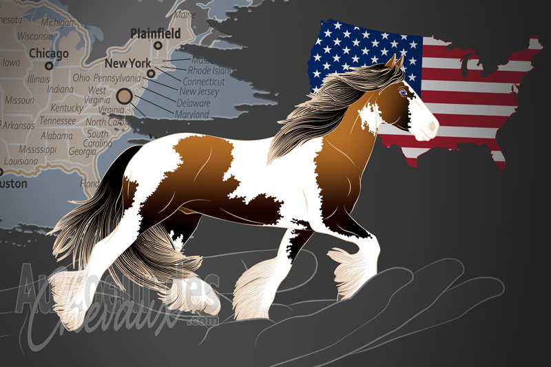 L'Association des Chevaux Gitans, une organisation qui g�re le cheval irish cob aux �tats unis