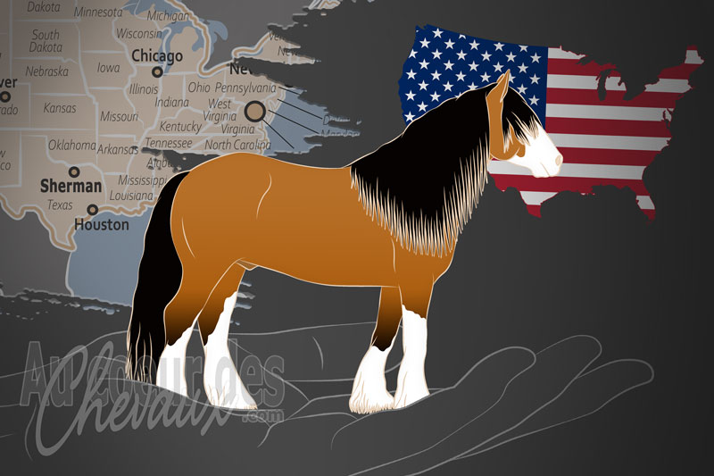 Le Registre des Chevaux Gitans d'Am�rique, une organisation qui g�re le cheval gyspsy cob aux �tats unis