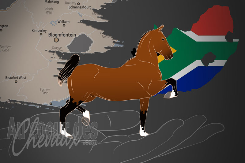 La Hackney Horse Breeders' Society of South Africa un organisme de race en Afrique du Sud