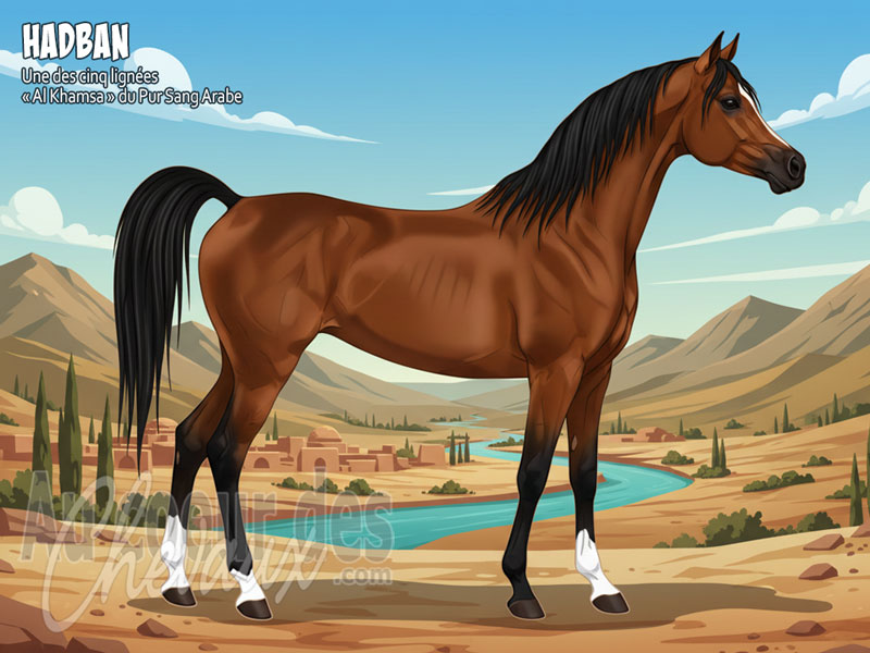 Le Cheval Hadban, puissance et noblesse de la lign�e asil d'iran