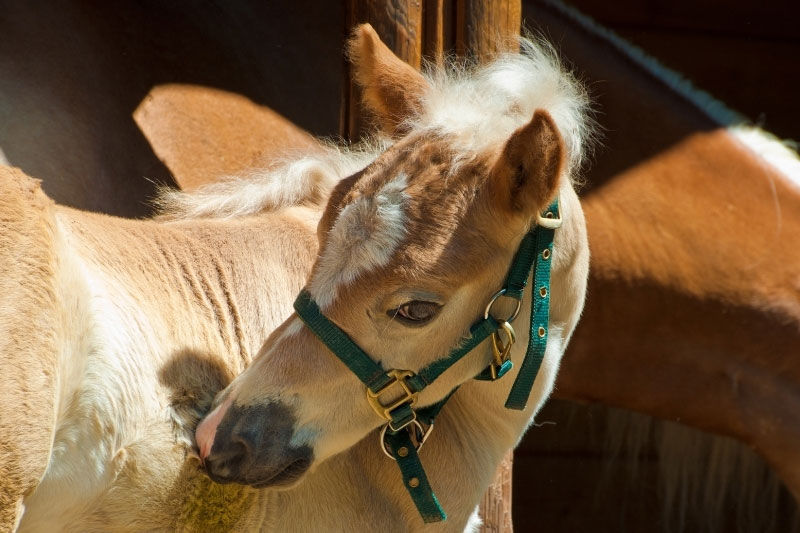 Une vue d'un poulain de la m�me famille que le Cheval Haflinger